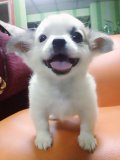 Chihuahuaเพศผู้ขนยาวสีขาวแฟนซีน่ารักเว่อร์ราคาถูกเว่อร์