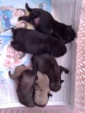 เปิดจอง ลูกปั๊กสีดำ และสีฟร้อน พ่อพันธุ์ของบ้านมากิ ราชบุรี