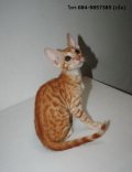 ((((( *** ขายแมว เบงกอล เพศผู้ ขนนุ่มสวย ลายสปอร์ทโรเสท ( Bengal Cat ,Spotted/Ro...