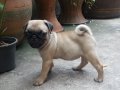 ขายปั๊กหน้าบี้ๆ  (มีจัดส่ง)