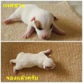 เปิดจองลูกสุนัขแจ๊ครัสเซล"แม่ดุ๊กดิ๊ก"+"พ่อไตตั้น"ครับ