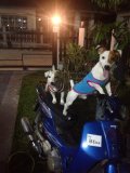 ขาย Jack Russell ถ่ายพยาธิทำวัคซีนเข็มแรกแล้ว นิสัยขี้เล่นแข็งแรงมาก ตัวลำๆ 