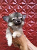 ***ลูกสุนัขชิวาวา เพศผู้ ราคาพิเศษ***