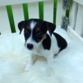 ขายลูกสุนัข JACK RUSSELL (N’ BRAINIE)