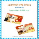 !!SummerProSale!! ชิวาวาขนยาว ผู้-เมีย 5,500 บาท<<< 