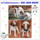 ขายลูกสุนัขพันธุ์แจ๊ครัสเซลล์ เทอร์เรีย แท้ 100% เพศเมีย 2 ตัว ตัวละ 5,500 บาท