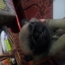 ขายหมาปั๊ก