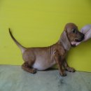 ขายลูกสุนัขดัชชุนด์เพศผู้ ขาสั้น ตัวยาว น่ารักมาก 