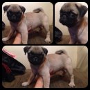 ปั๊ก เพศเมีย 5500 ส่งทางเครื่องบินฟรี 