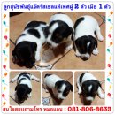 ขายลูกสุนัขพันธุ์แจ๊ครัสเซลล์ เทอร์เรีย แท้ 100% เพศผู้ 2 ตัว เพศเมีย 1 ตัว ตัวล...
