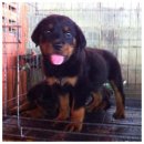 ขายลูกร็อตไวเลอร์  โครงสร้างใหญ่  รู้ร่างสวย  ตัวล่ำๆ เพศเมีย 2 ตัว สุดท้าย  อาย...