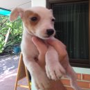 "Jack Russell" หญิง ตัวสุดท้าย(ราคาพิเศษ)