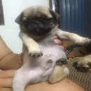 ปั๊กผู้2หนุ่ม ราคาเบาๆ 5500