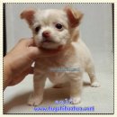 For Sale หนูน้อยโบวี่ วัคซีน 2 เข็ม มีใบเพ็ด พร้อมบริการจัด