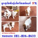 ขายลูกสุนัขพันธุ์แจ๊ครัสเซลล์ เทอร์เรีย แท้ 100%  เพศเมีย 2 ตัว ตัวละ 5,500 บาท...