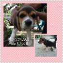 ฺBeagle Hatyai