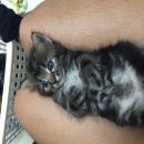 (ID 001234) ขายลูกแมว พ่อเมนคูน แม่เปอร์เซีย ลูกโทน ราคาไม่แรง เพศผู้สนใจ addlin...