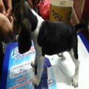 หาบ้านให้น้องบีเกิ้ล