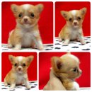 ++น้อง"จิ๋วหลิว" ชิวาวาขนยาว เพศชาย  ไซด์จิ๋ว ราคาเบาๆ++