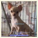 For sale ด.ช.รูนี อายุ 5 เดือนกว่า วัคซีนครบ มีใบเพ็ด