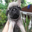 ปั๊ก ตัวผุ้ และเมีย ราคา ตัวละ 5500