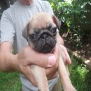 ปั๊ก ตัวผุ้ และเมียสนใจลดได้