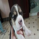 ขายลูกสุนัขบีเกิ้ล ราคากันเอง สนใจลดได้คะ 