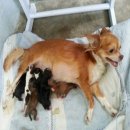 ลดแล้ว ชิวาวาขน 2 ชั้นแท้ สุนัขบ้าน เพศผู้ และเพศเมีย