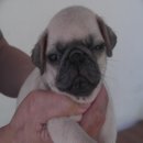 ปั๊กแท้สวยๆ ราคากัน้อง