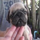 ปั๊กแท้ ตัวผู้ 1เมีย 3 ตัวราคา 5500