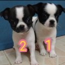 ลูกชิวาว่าสวยๆพร้อมย้ายบ้านคร้า