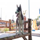 ไซบีเรียน ฮัสกี้