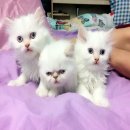 ขายลูกแมวเปอร์เซียสีขาวล้วนตาสีฟ้า