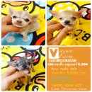 VASUNFARM ชิวาวา ขนสั้น บลูเมอร์ เพศเมีย 5.500 บาท<-----