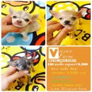 VASUNFARM ชิวาวา ขนสั้น บลูเมอร์ เพศเมีย 5.500 บาท<-----