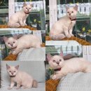 Scottish fold หูตั้งหญิง ใบเพ็ดชมรมscfc ราคาพิเศษ 