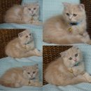 Scottish fold long hair หูพับชาย สีcream tabby ใบเพ็ดชมรมscfc ราคาพิเศษ