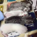 หาบ้านให้น้องแมว Scottish Fold แท้ น่ารักดุ๊กดิ๊ก ราคาแบ่งปัน <3