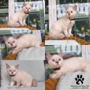 Scottish fold หูตั้ง เพศเมีย ใบเพ็ดชมรมscfc ราคาพิเศษ