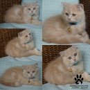 Scottish fold หูพับชาย ใบเพ็ดชมรมscfc ราคาพิเศษ