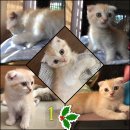 ขายแมว scottish fold ผสม American short hair เกิด 3/8/60
