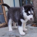 น้องไซบีเรียนครับ