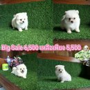 Big Sale จาก 6,500 บาทเหลือเพียง 5,500 บาทเท่านั้น ปอมเพศผู้สีครีม