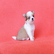 Chihuahua เพศผู้ ขนยาว ตัวเล็กจิ๋ว น่ารักมาก สนใจสอบถามได้เลยครับ เรามีบริการส่ง...