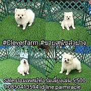 Sale ปอมเพศผู้ ฟอร์มเลี้ยงเล่นไซต์มาตราฐานหน้าจิ้งจอก 5500 T.0850413594