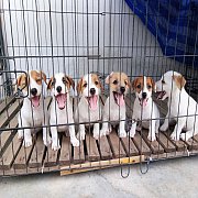 คลิ๊กก่อนค่า รูปเยอะ เปิดจองลูกแจ็ครัสเซล มาร์คสวยๆ น่ารักมากๆค่ะ**