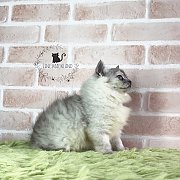 ลูกแมวเปอร์เซีย