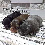 ชิวาวา ขนยาว ตัวจิ๋ว น่ารักมากค่ะ