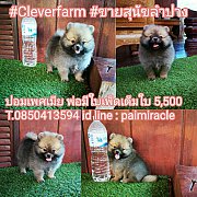 ปอมเพศเมีย พ่อมีใบเพ็ดเต็มใบเพียง 5500 บาทเท่านั้นพร้อมฉีดวัคซีนแล้วค๊า