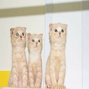 สก็ตติชโฟลด์เพศชาย